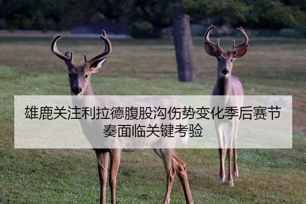 雄鹿关注利拉德腹股沟伤势变化季后赛节奏面临关键考验